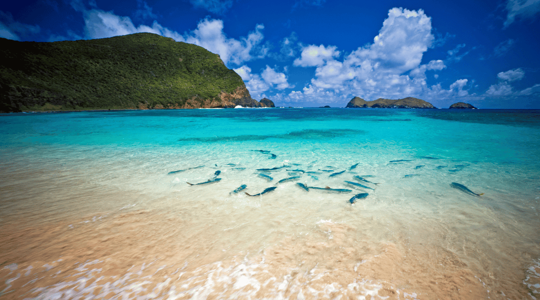 Keeping mosquitoes at bay on Lord Howe Island