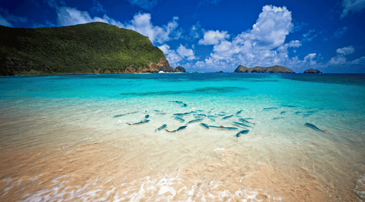 Keeping mosquitoes at bay on Lord Howe Island