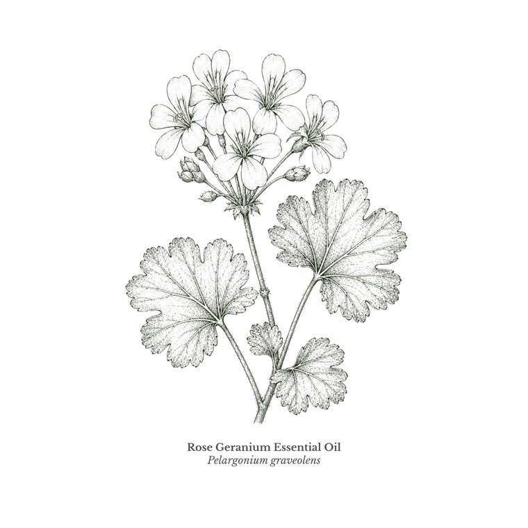 Rose Geranium