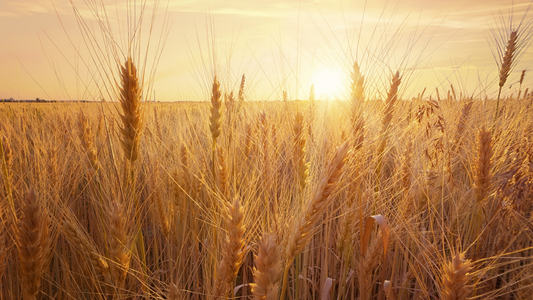 Wheat field with a sunset