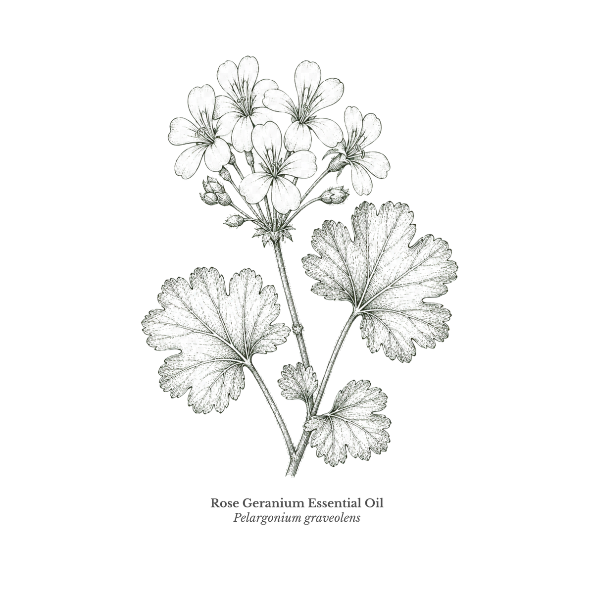 Rose Geranium Essential Oil