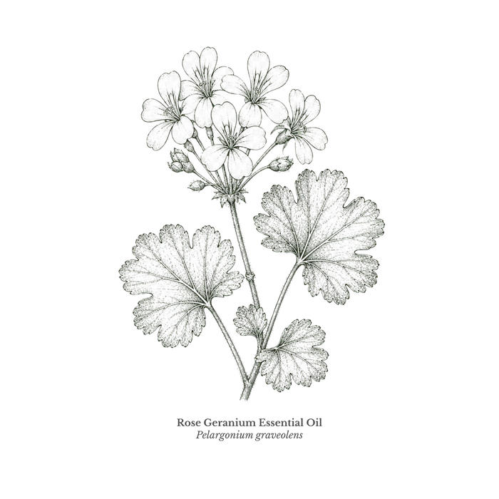 Rose geranium essential oil ingredient illustration