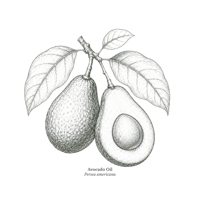 Avocado oil ingredient illustration