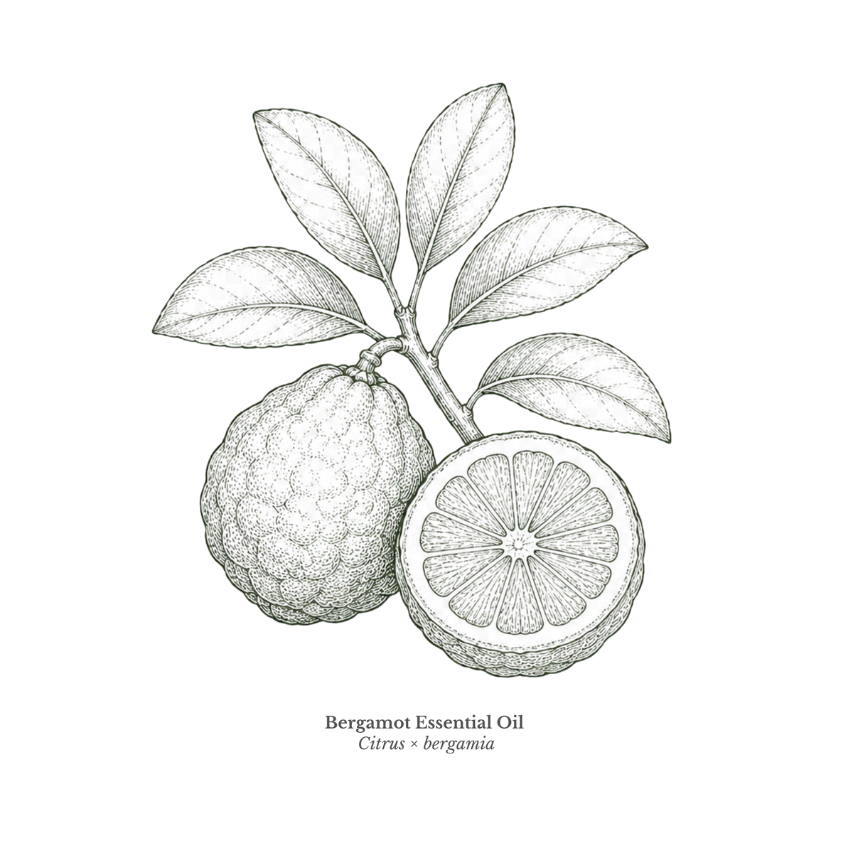 Bergamot Essential Oil Certified Organic