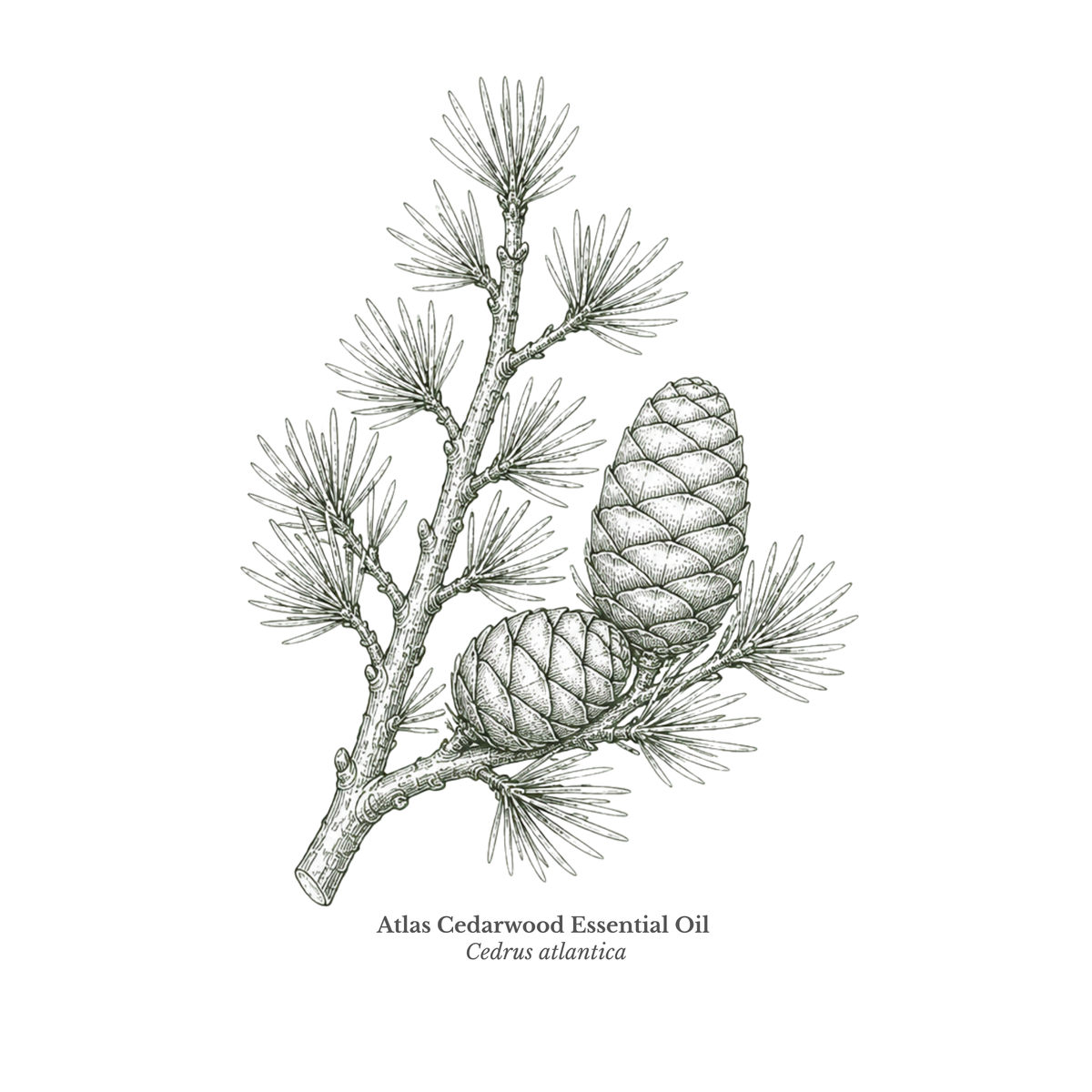 Cedarwood Essential Oil (Atlas) Certified Organic