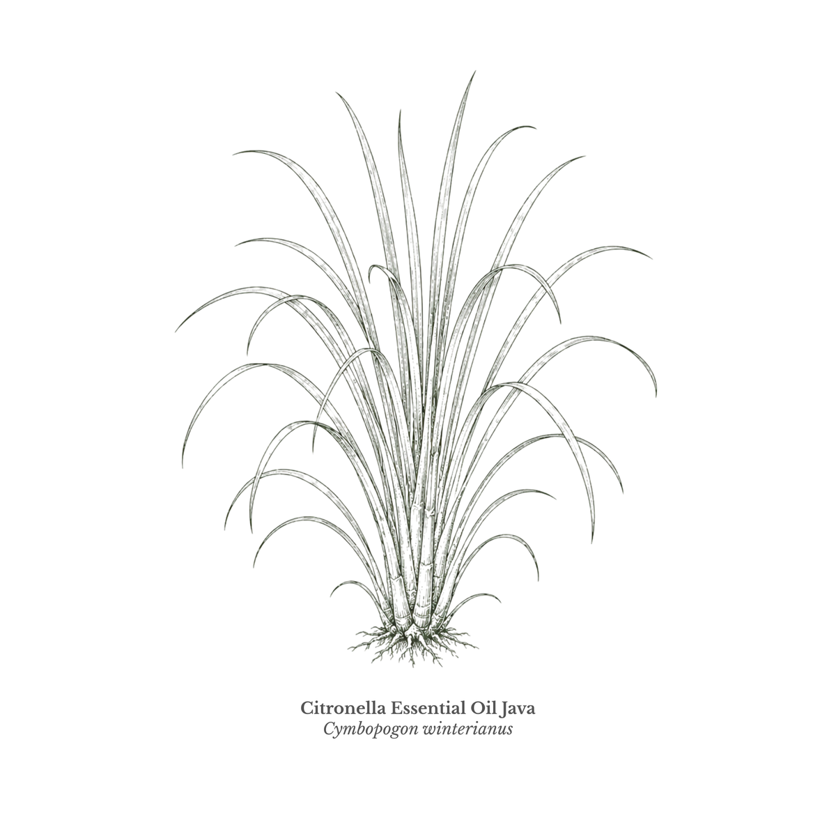Citronella Essential Oil (Java)