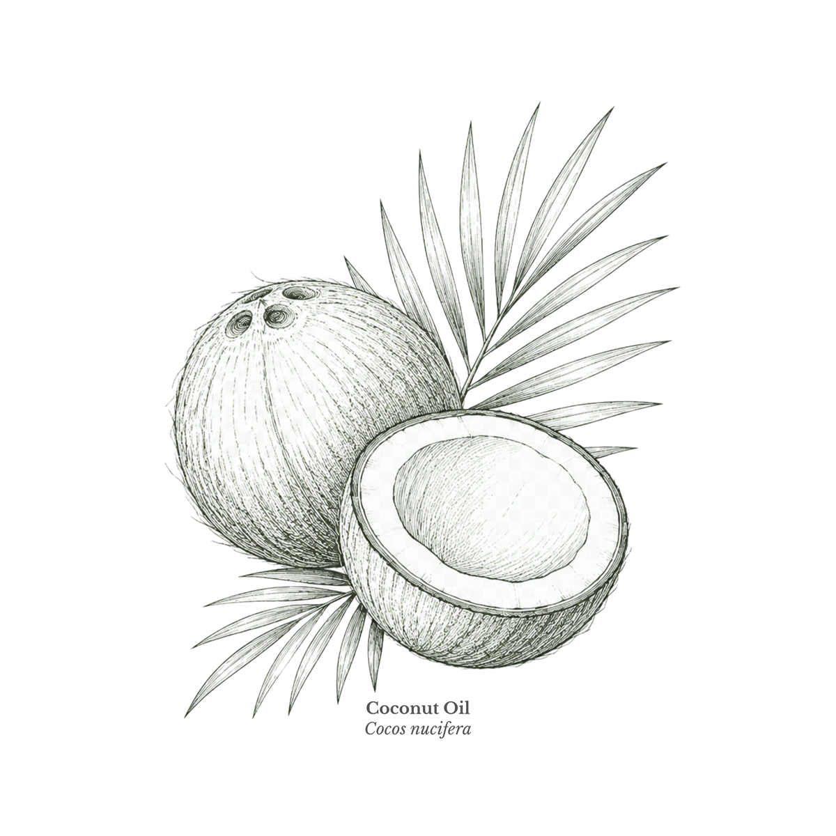Coconut Oil Certified Organic