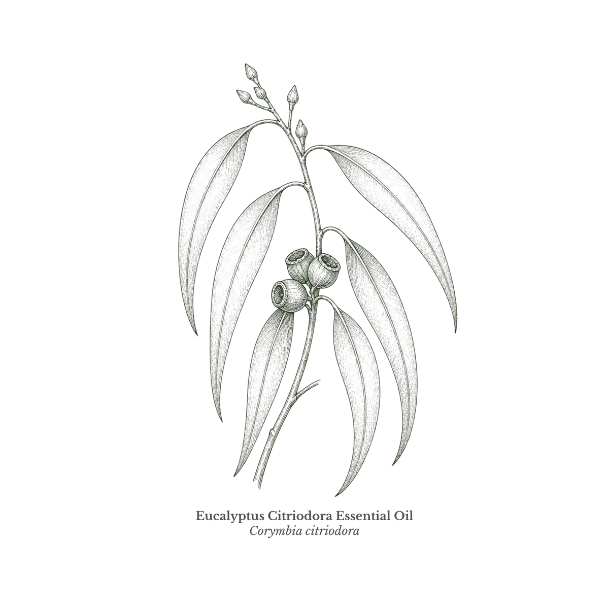 Eucalyptus Citriodora Essential Oil