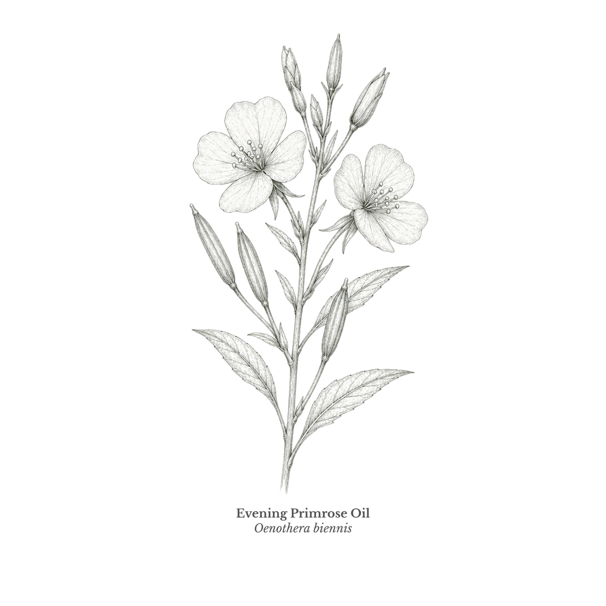 Evening Primrose Oil Virgin Certified Organic