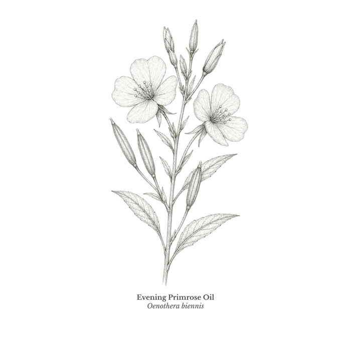Evening primrose oil ingredient illustration