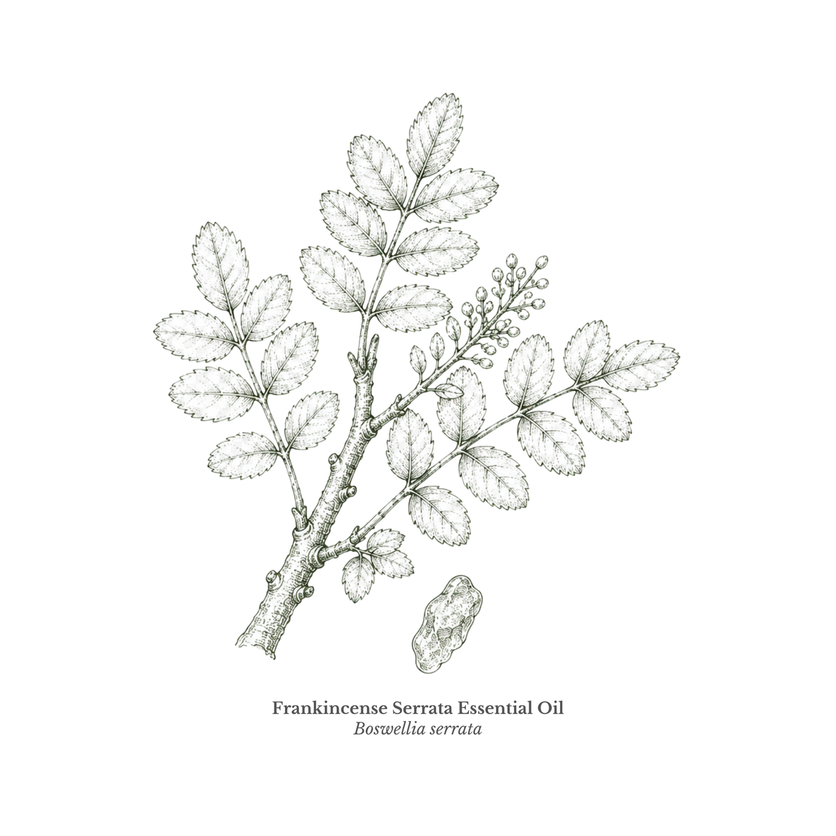 Frankincense Serrata Essential Oil Certified Organic