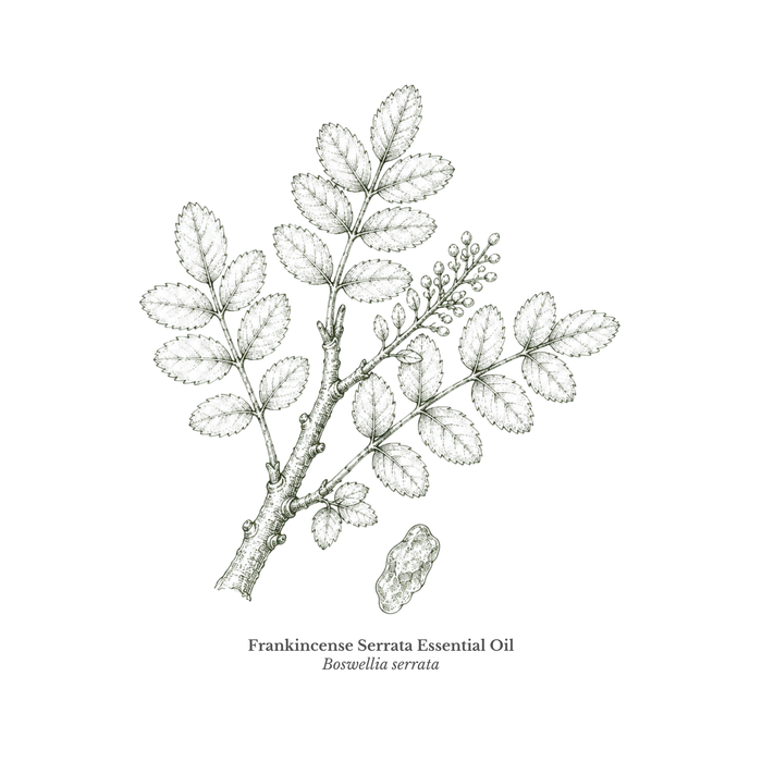 Frankincense essential oil ingredient illustration