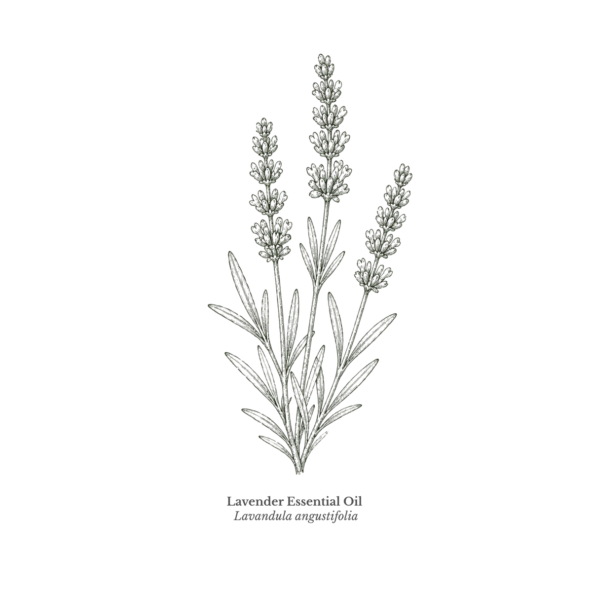 Lavender Essential Oil Certified Organic