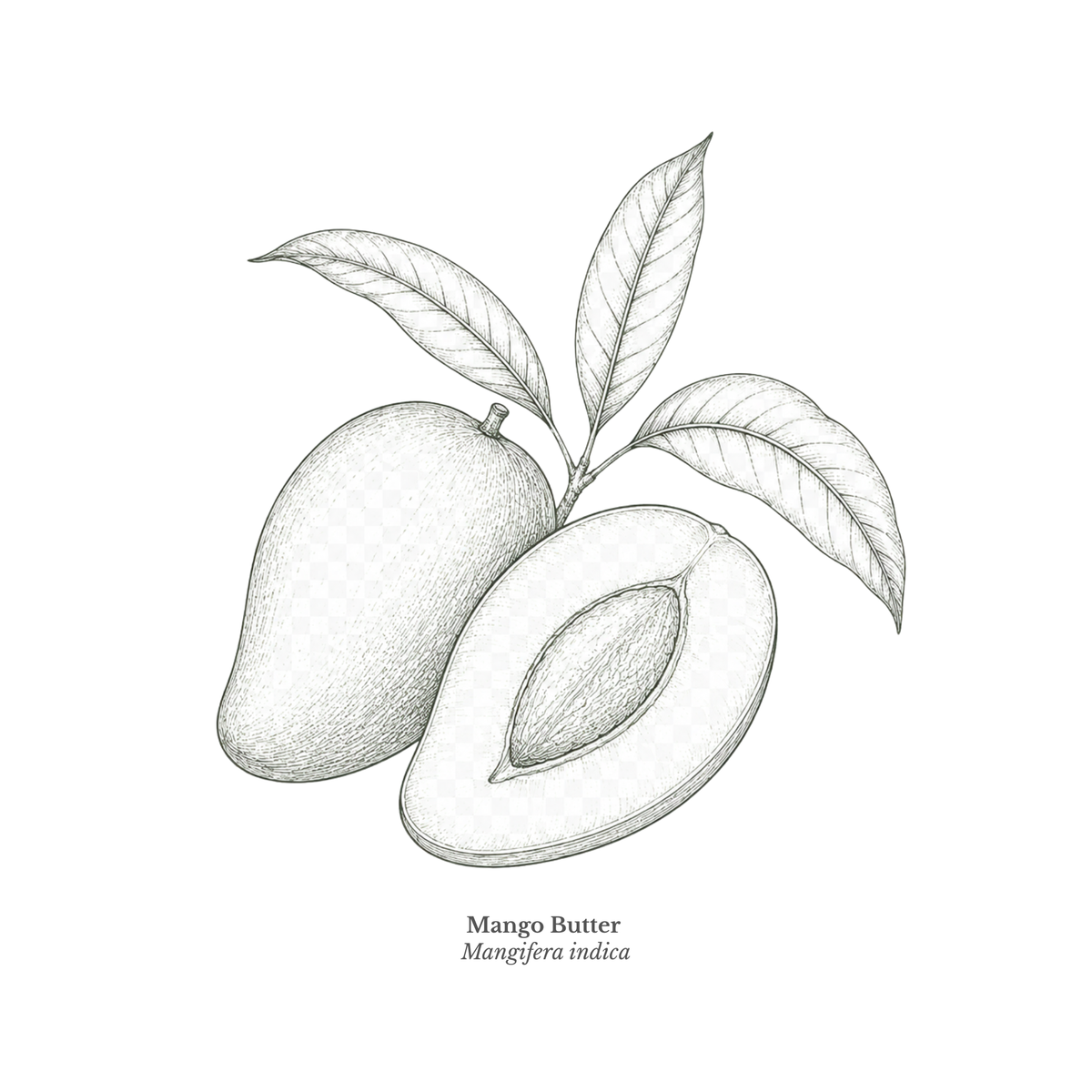Mango Butter