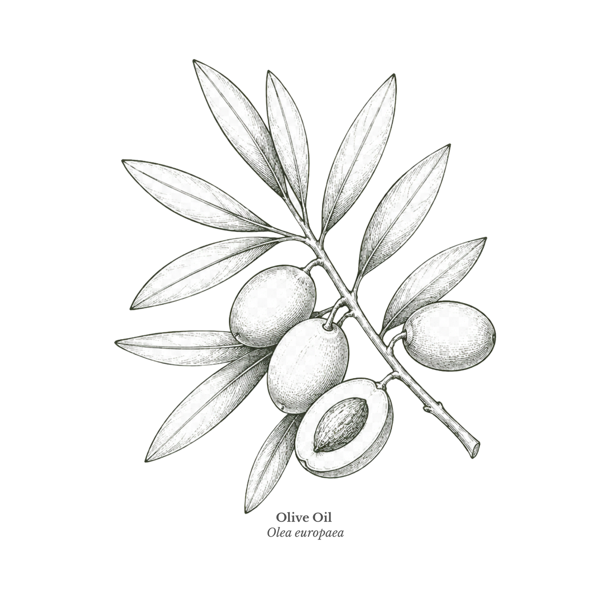 Olive Oil