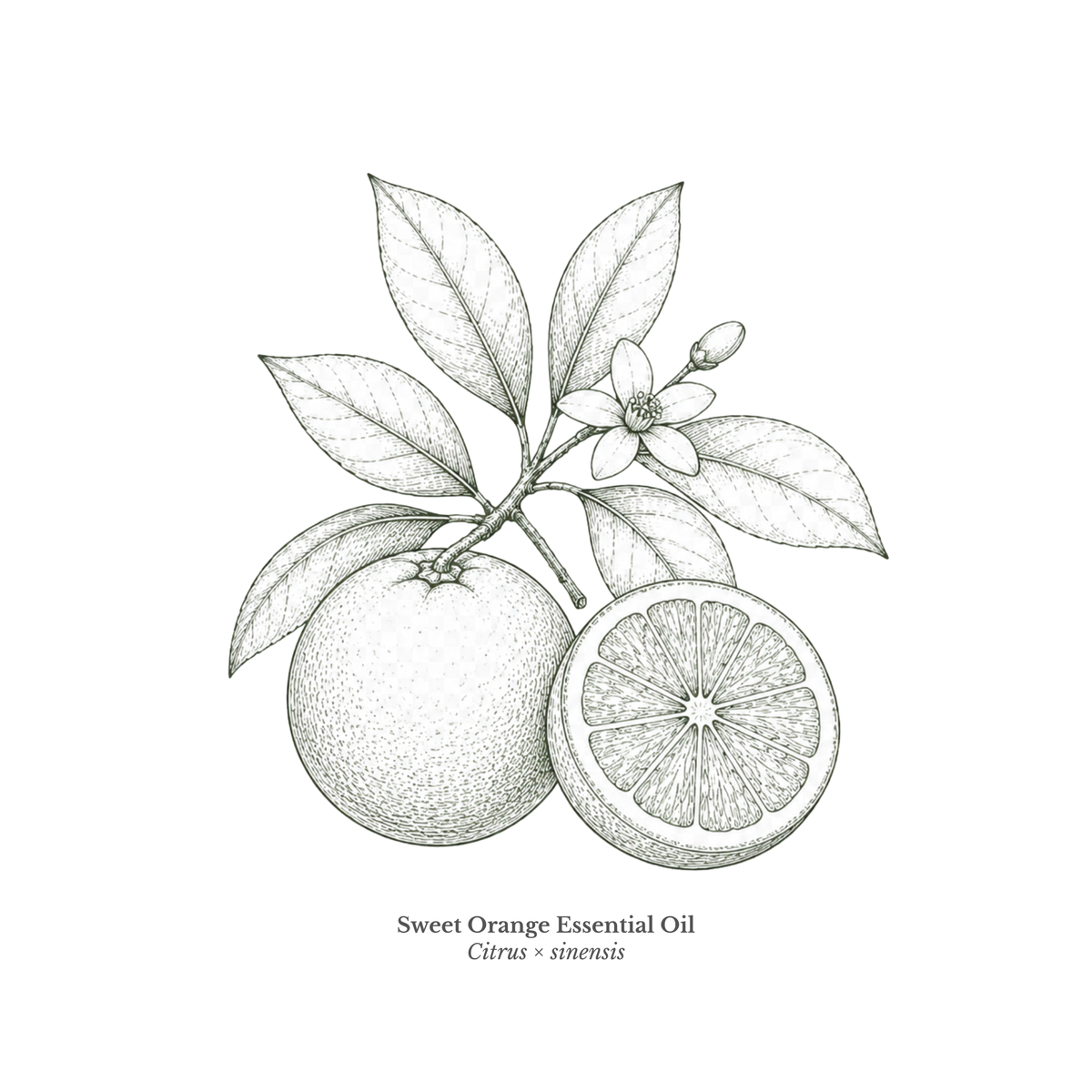 Orange Sweet Essential Oil Certified Organic