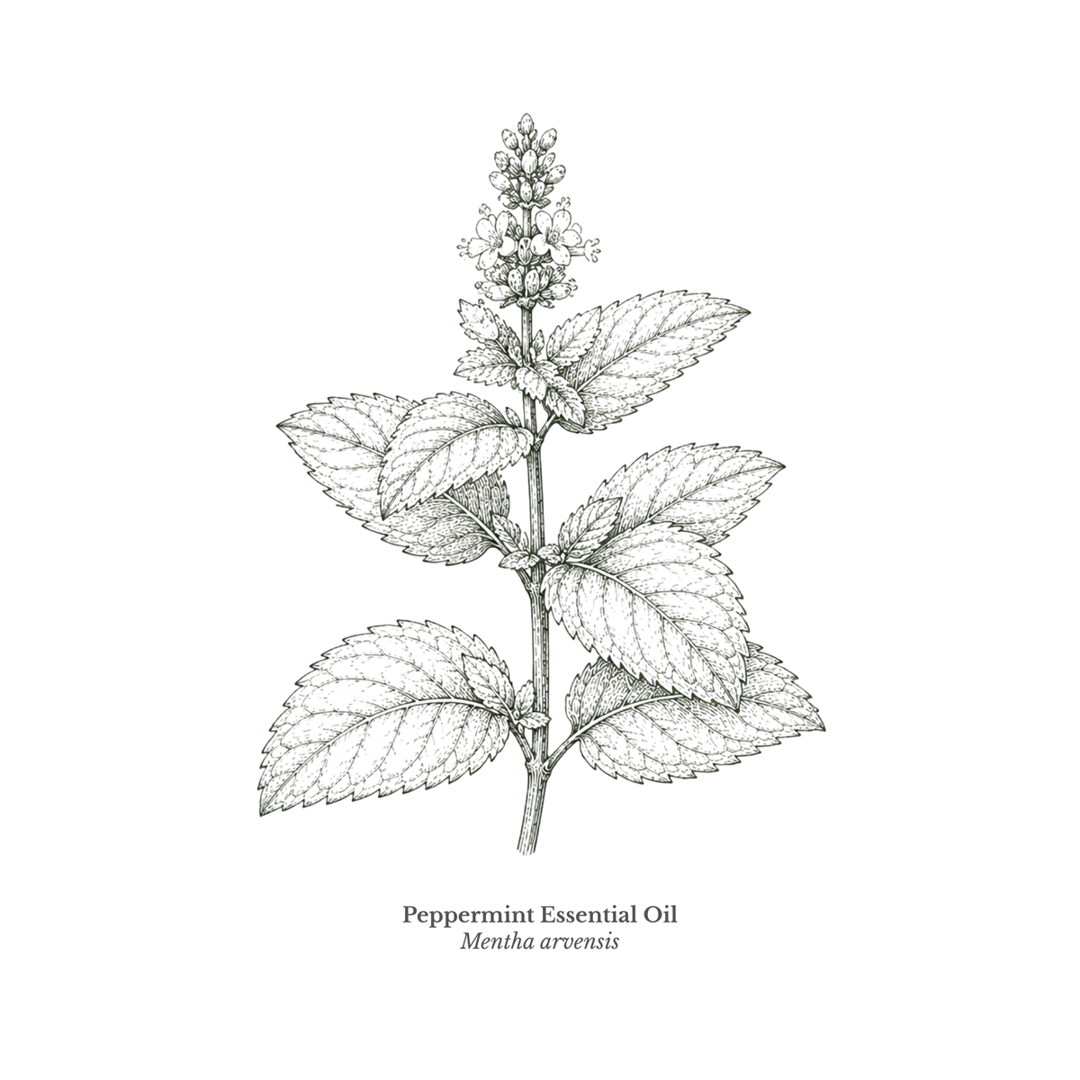 Peppermint Essential Oil (Arvensis) Certified Organic